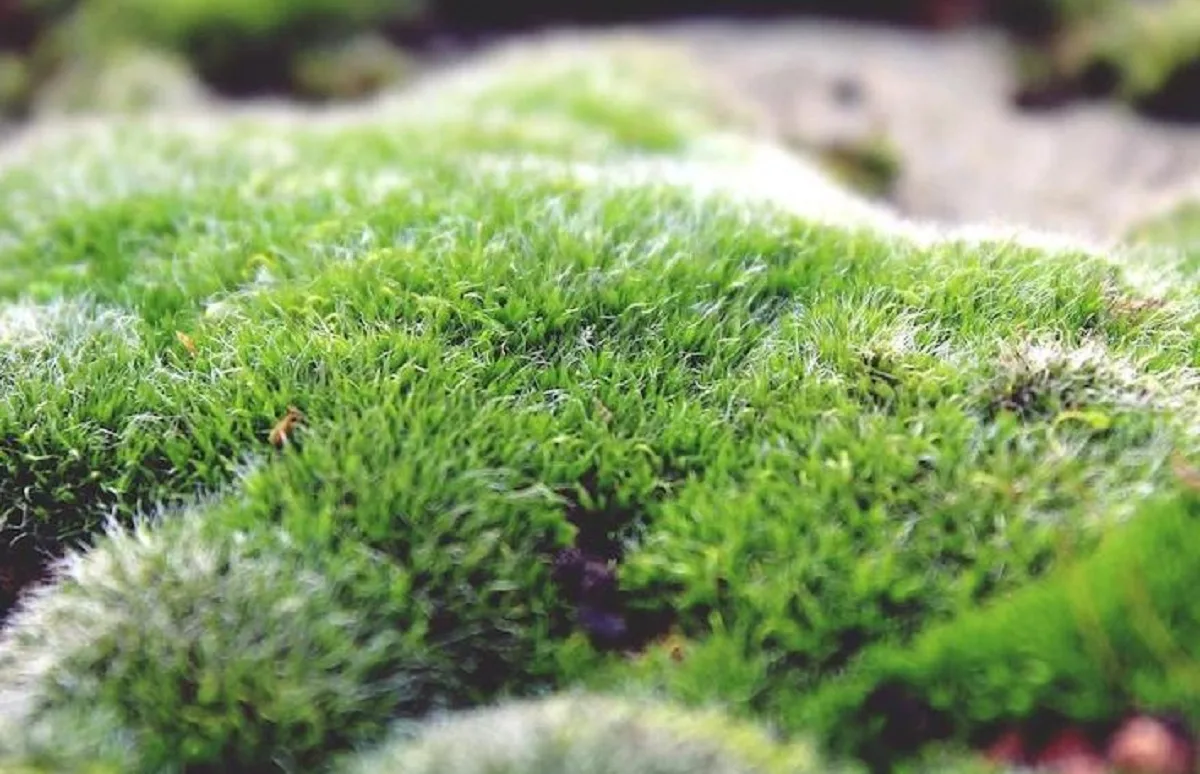 Césped natural o alternativas tapizantes: cuál elegir para un jardín de bajo mantenimiento