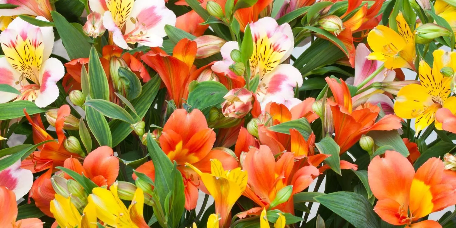 Cómo cuidar el Lirio de los Incas (Alstroemeria): guía práctica para que florezca todo el año