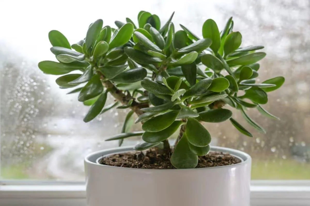 Cómo hacer que la flor de jade florezca: guía completa de cuidados