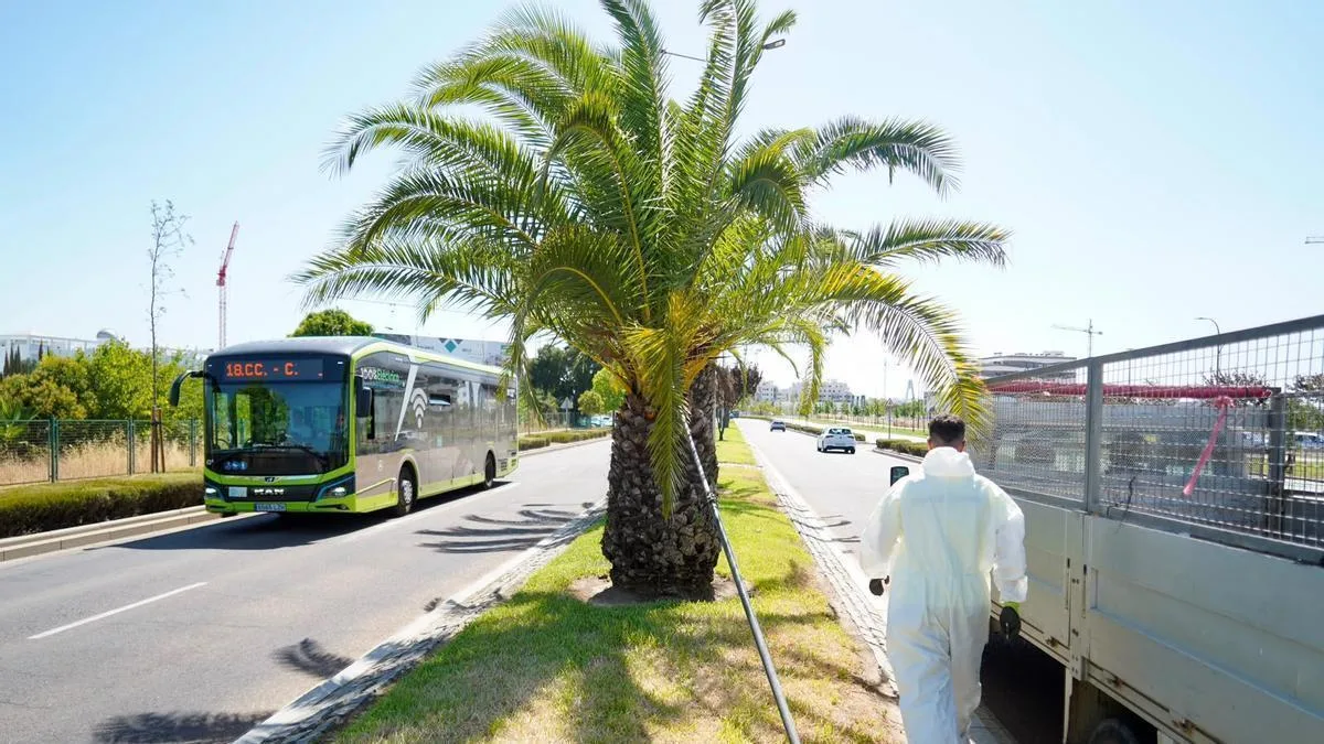 Cómo proteger tus palmeras del picudo rojo sin gastar una fortuna