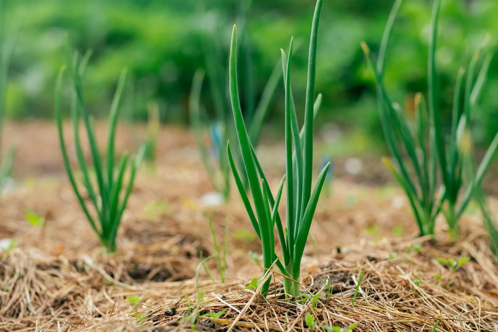 Guía completa de acolchados naturales: ahorrá agua y cuidá tu jardín