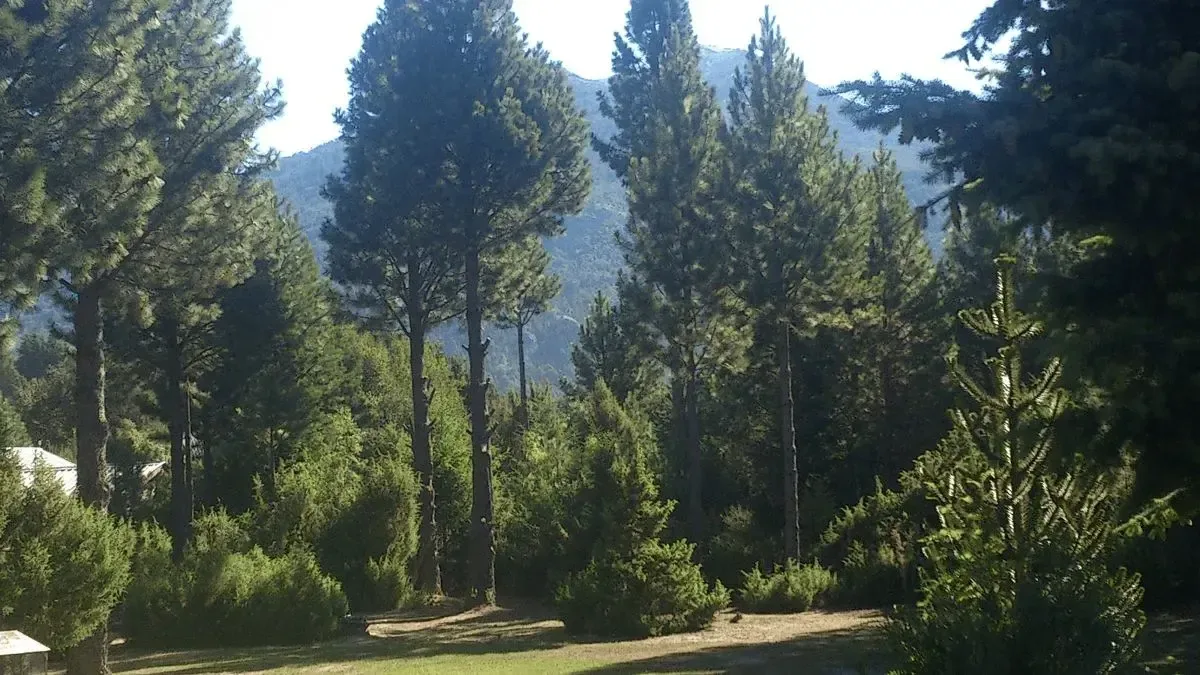 La Justicia ordena talar 20 pinos peligrosos en Bariloche por riesgo de caída
